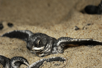 Nacen en Ecuador las primeras tortugas laúd en cuatro décadas