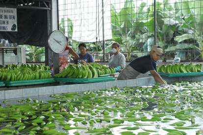El banano es el mayor generador de empleo formal en el agro.