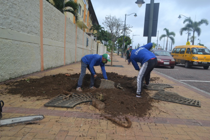 Las especias se sembraron esta semana en el lugar.