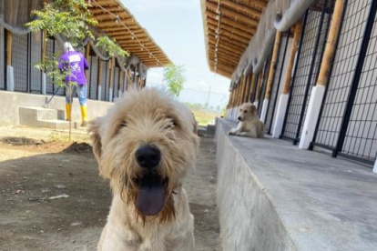 Los rescatados llegan hasta el refugio para iniciar un proceso de recuperación antes de ser puestos en adopción.