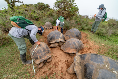 Se estima que "la población sobrepasa las 12.000 a 15.000 tortugas".