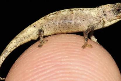 Brookesia nana
GLAW ET AL. 2021 / SCIENTIFIC RE
1/2/2021