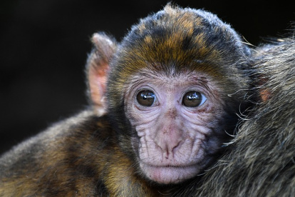 Hace unos meses, Neuralink probó con éxito en cerdos un chip que, implantado en el cráneo, permitía medir la actividad cerebral de los animales.