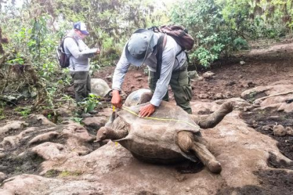 Personal técnico realizó una medición de las especies, para monitorear su desarrollo