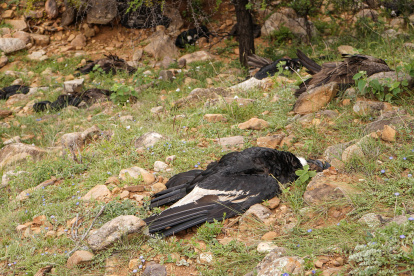 Fotografía cedida este lunes por el Gobierno Autónomo Departamental de Tarija donde se muestran varios cóndores muertos, en Tarija (Bolivia).