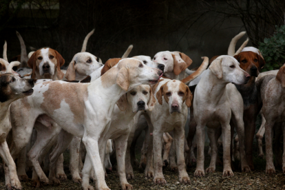 Los informes veterinarios determinaron que los diez perros examinados les habían cortado las cuerdas vocales.
