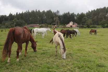 Alimentación. Los caballos de la hacienda Anchamaza no comen balanceado, solo comen pasto.