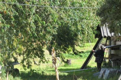 Cosecha. Los habitantes utilizan palos, para bajar los frutos de los árboles.