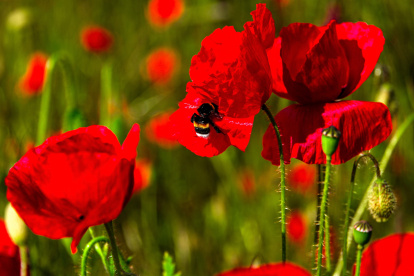 Este nuevo estudio "revela esa conexión a escala continental y vincula explícitamente las tendencias del polen con el cambio climático provocado por el hombre".
