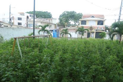 Hecho. La maleza cubre el principal parque de la 13 etapa de la Alborada.