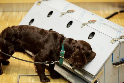 En India, los canes ayudan en la detección del también llamado virus de Wuhan.