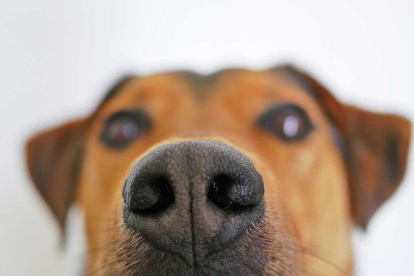 Numerosos estudios han demostrado que los perros adiestrados pueden detectar cánceres como los de pulmón, mama, ovarios, o vejiga, simplemente a través del olfato, y pueden llegar hasta un 99 % de éxito en el caso del de próstata.