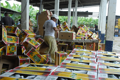 El banano creció casi un 7 % en exportaciones durante el 2020.