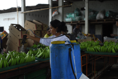 En Ecuador existen alrededor de 250.000 hectáreas sembradas.