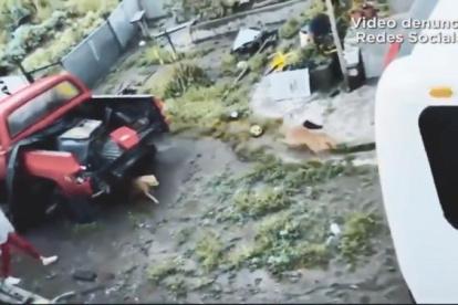 En redes sociales circuló un video de un supuesto maltrato animal.