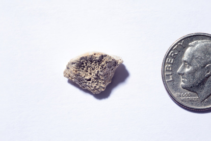 Imagen del fragmento de fémur, hallado en el sudeste de Alaska, de un perro que vivió allí hace unos 10.150 años.