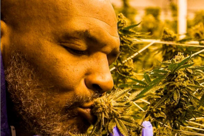 Sembrar y vender cannabis representó una tabla de salvación para Mike Tyson.