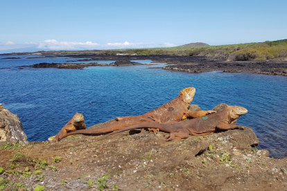 Fotografía que muestra la reinserción de 461 iguanas terrestres, en la isla Santiago, Galápagos.