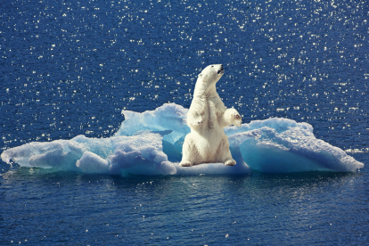 La fauna de ecosistemas fuertemente alterados es la más afectada.