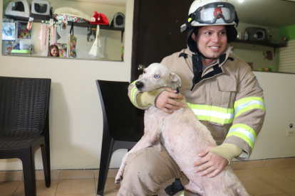 Uno de los animales que fue rescatado hace poco por los bomberos.