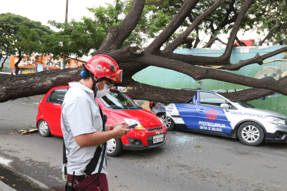 Hecho. El incidente ocurrió la tarde del pasado lunes. Tres vehículos quedaron aplastados por la caída del árbol.