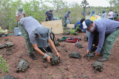 Muestra de la liberación de 191 tortugas gigantes juveniles, en la isla Santa Fe, en el centro del archipiélago de Galápagos.
