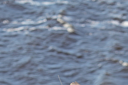 Imagen de un halcón peregrino marcado para el estudio.