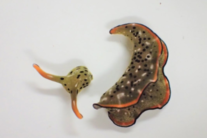 Cabeza y cuerpo de una Elysia cf. marginata, un día después de la separación. El cuerpo desprendido es mucho más pesado (>80% del peso total) que la cabeza.