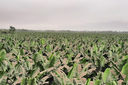 La ceniza afecta los rendimientos según su permanencia.