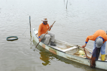 La producción se mantiene en las piscinas y los precios suben levemente.