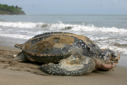 En la imagen un registro de un ejemplar de una tortuga laúd, la especie de quelonios más grande del mundo.