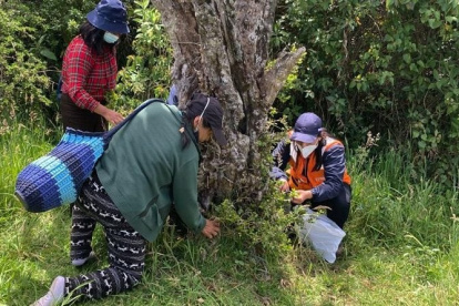 Brigadas de reforestación se llevan a cabo los fines de semana.