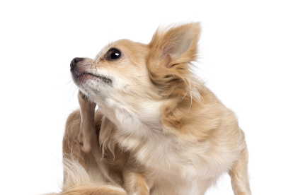 Si tu perro comienza a rascarse seguido, es mejor que lo lleves al veterinario.
