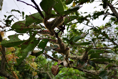Habrá acceso a investigaciones de plagas y enfermedades.