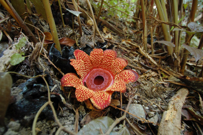 Una rafflesia en el Jardín Botánico "Queen Sirikit", en Tailandia.