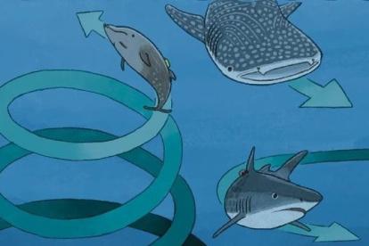 Esta imagen muestra el comportamiento en círculos de varios animales marinos.