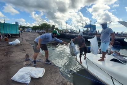 Varios hombres descargaron hoy bolsas con basura recogida del mar, durante una jornada de limpieza ecológica en Islas Galápagos.