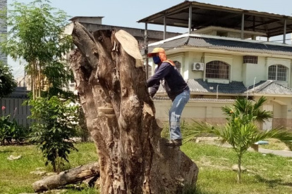 Las especies fueron taladas casi en su totalidad. Se espera que pueda renacer.