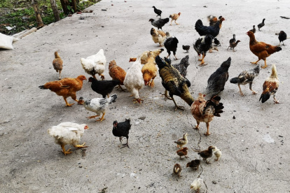 La empresa produce alimento para animales.