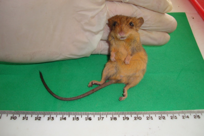 Fotografía fechada el 6 de noviembre de 2008 cedida por Carlos Narváez Romero, que muestra un roedor identificado como Rhagomys septentrionalis, es hermano de la especie Rhagomys longilingua, un género suramericano de la tribu Thomasomyni y de la familia Cricetidae, que se suele encontrar en el sureste de Perú, en Bolivia y en algunos bosques brasileños. EFE/Carlos Narváez Romero