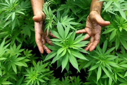 Cultivo. En varios países el cáñamo se cultiva en invernaderos, pero en Ecuador se la sembrará a cielo abierto.