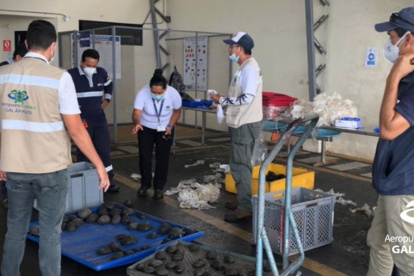 La detección se hizo gracias a las máquinas de rayos X y la experiencia de los operadores del aeropuerto.
