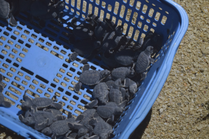 La edad de las tortugas no supera los tres meses y su caparazón es extremadamente joven.