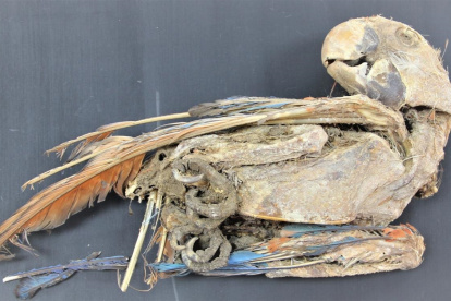 Imagen de un loro momificado del período intermedio tardío, entre 1100 y 1450.