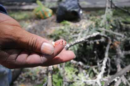 Aspecto. Esta es la afectación que se registra en las ramas por una de las plagas que afecta a los árboles.
PERIODISTA : BLANCA MONCADA 

FECHA : 22/03/2021 

Agencia (ag-extra)