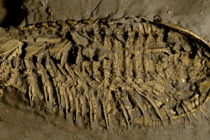 Fósil de trilobite conservado en pirita.