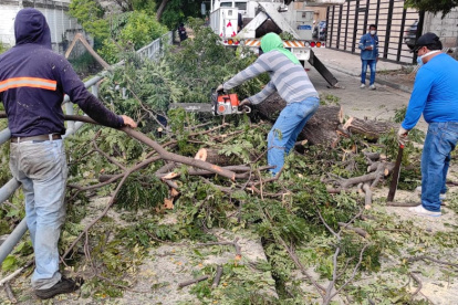 Momento en el que el samán fue retirado por personal municipal.