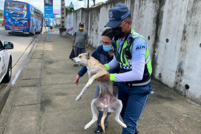 Un carro atropelló a la mascota, que luego del incidente quedó tirada en medio de la avenida Francisco de Orellana.