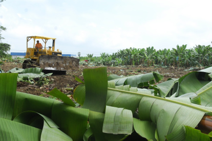 Las fincas bananeras buscan incrementar sus medidas de bioseguridad para evitar la expansión de la enfermedad.
