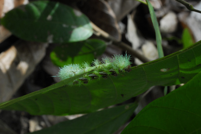 No se los encuentra, sino, en los meses de marzo o abril